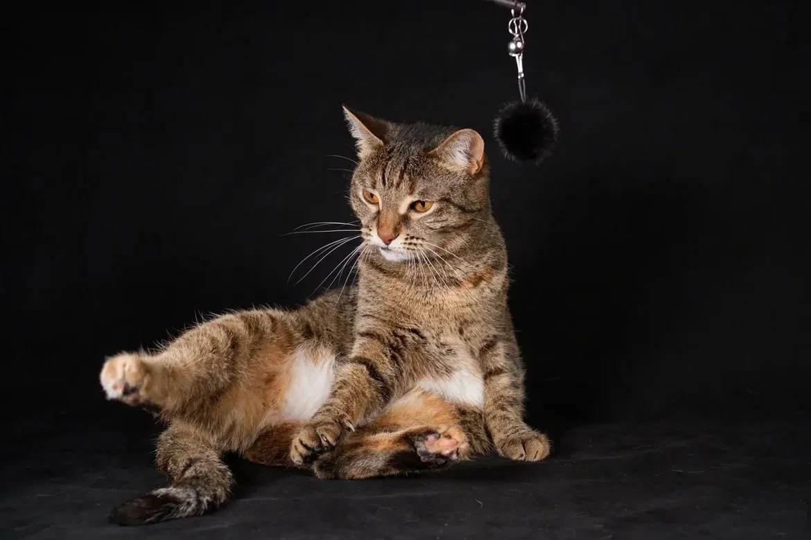 Кошка Даная, кошка, ЗООзащита, Екатеринбург. Фото 4 из 10.