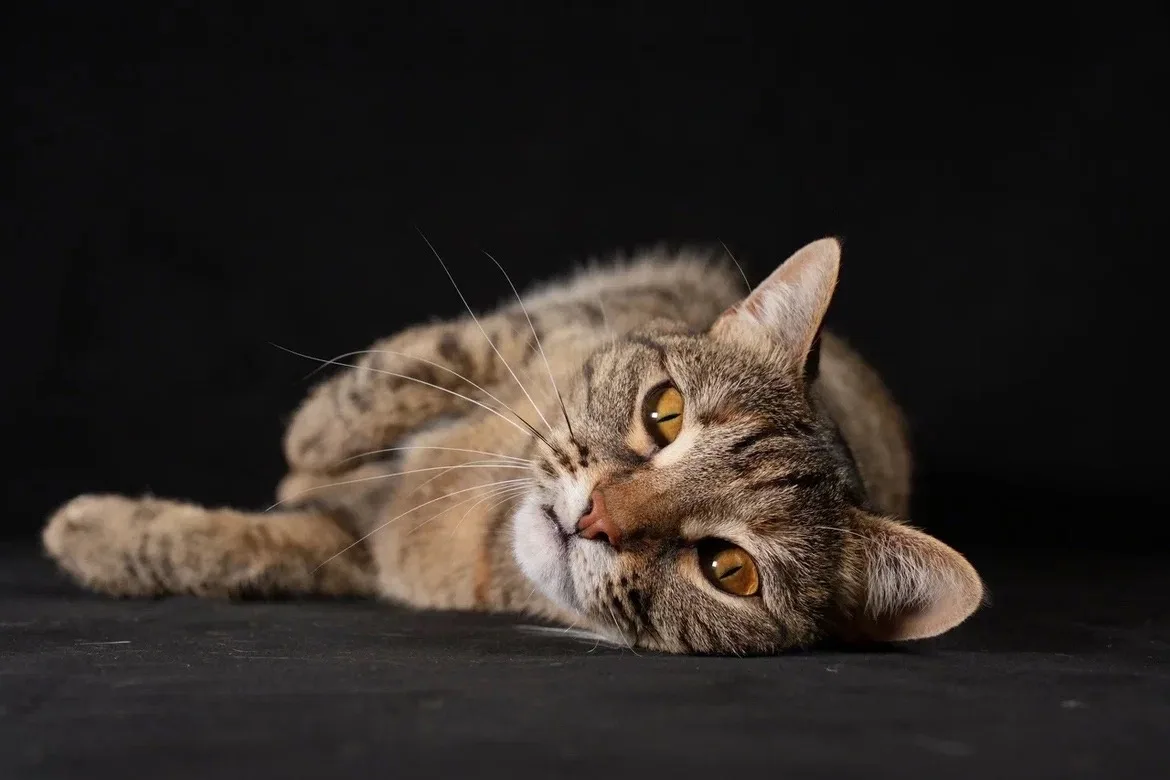 Кошка Даная, кошка, ЗООзащита, Екатеринбург. Фото 9 из 10.