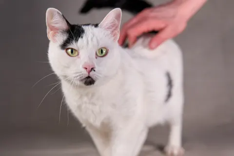 Кьяра — кошка 3 года, Екатеринбург