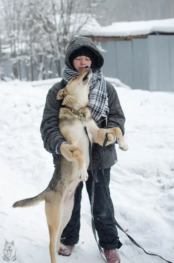 Собака Пышка, сука, ЗООзащита, Екатеринбург. Фото 5 из 5.
