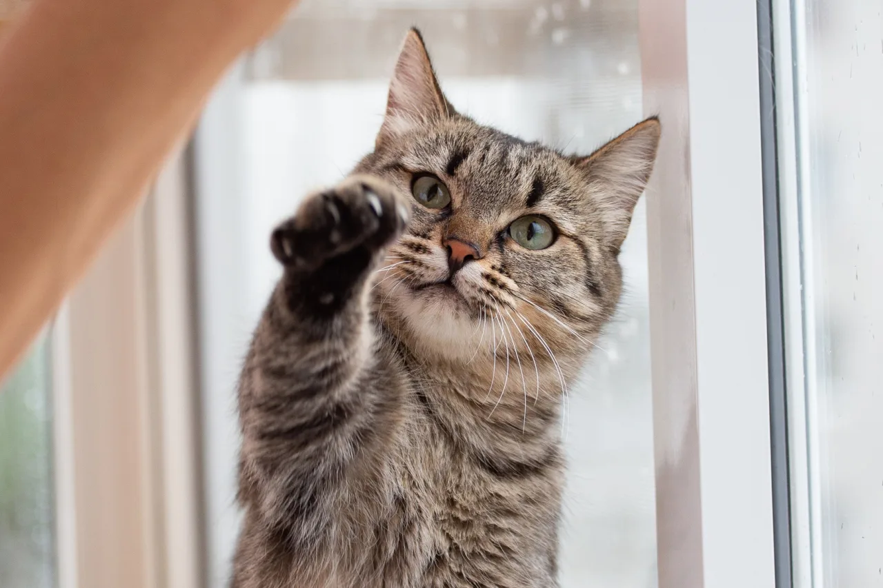 Кошка Стелла, кошка, ЗООзащита, Екатеринбург. Фото 2 из 5.