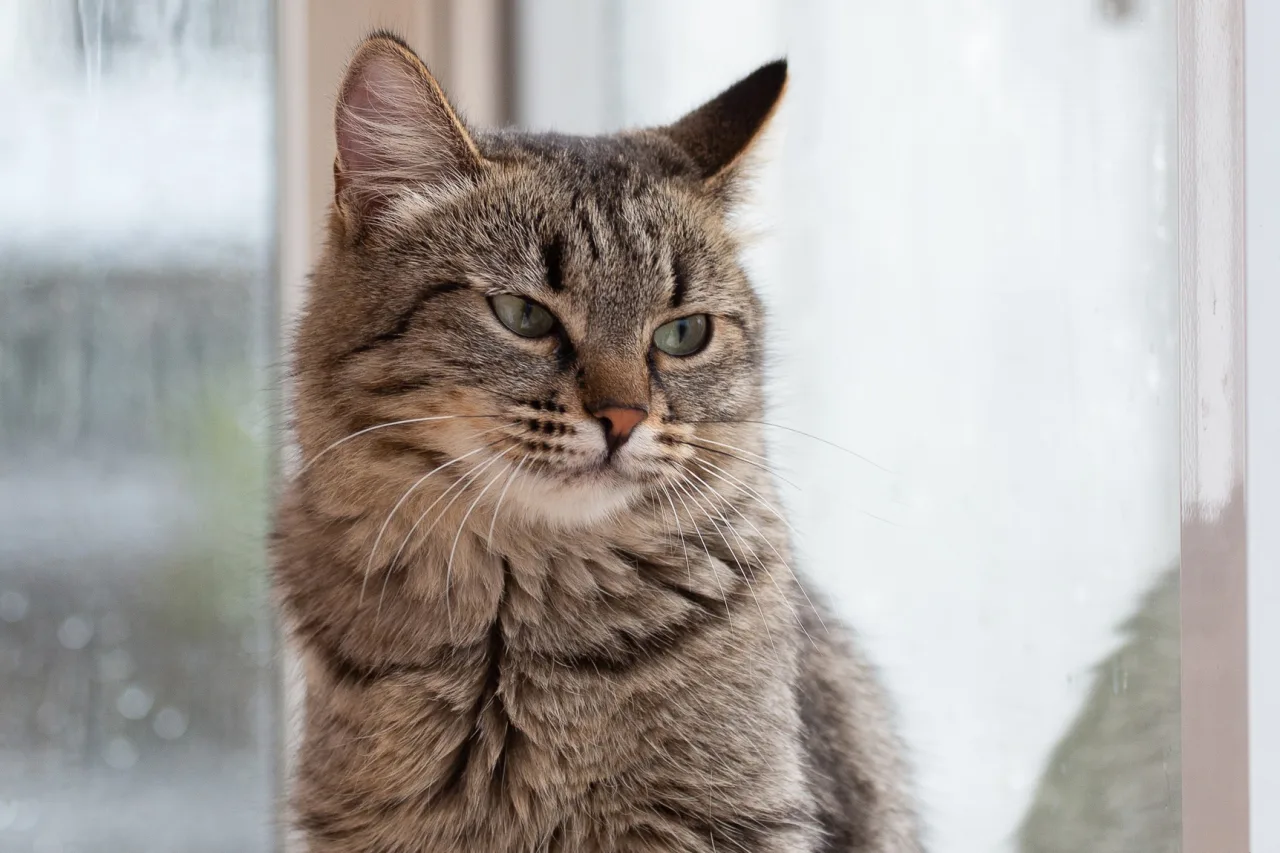 Кошка Стелла, кошка, ЗООзащита, Екатеринбург. Фото 4 из 5.