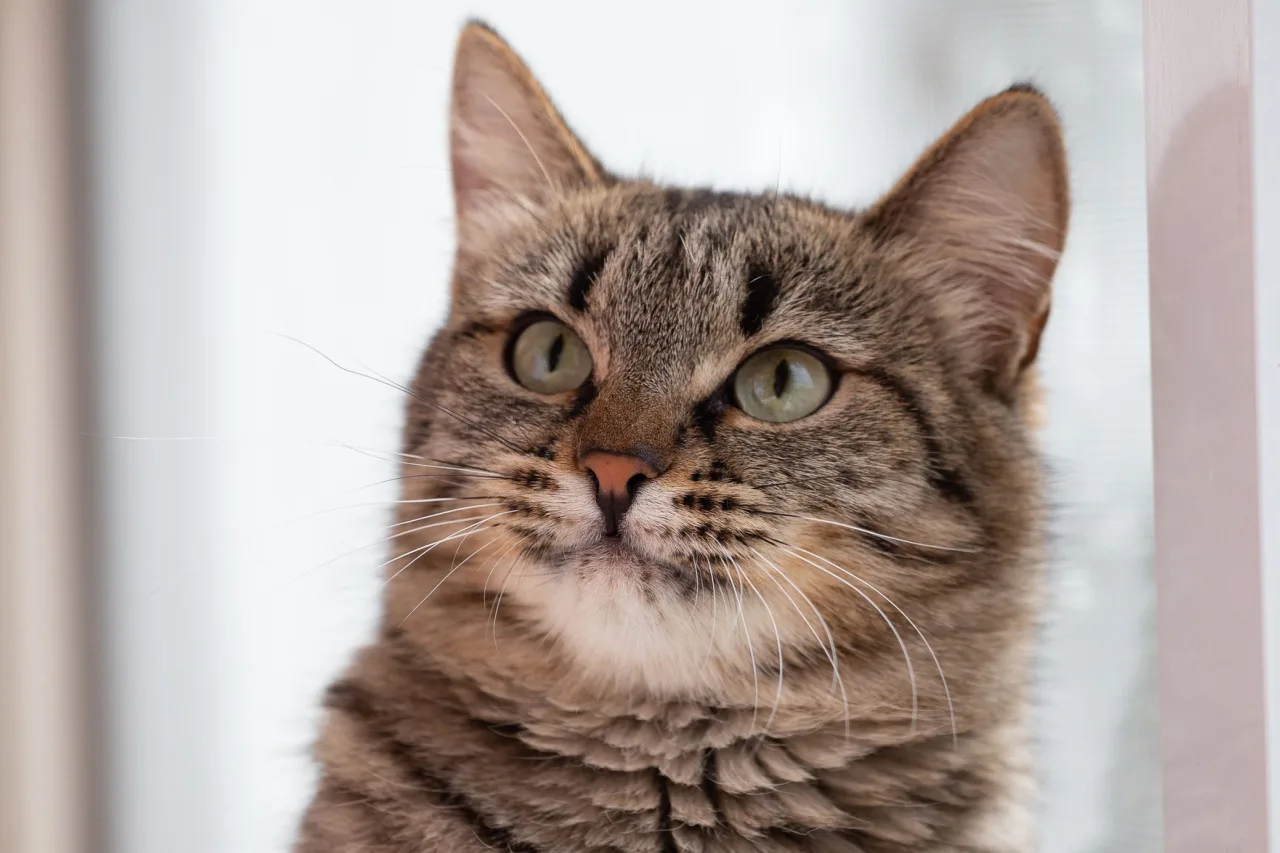 Кошка Стелла, кошка, ЗООзащита, Екатеринбург. Фото 5 из 5.