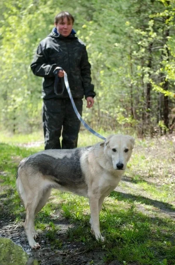 Собака Дымка, сука, ЗООзащита, Екатеринбург. Фото 3 из 5.