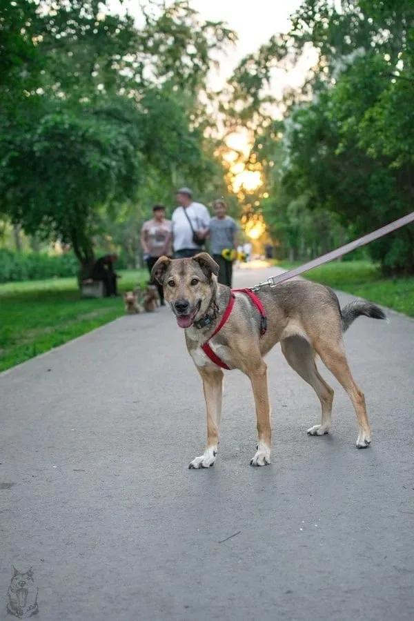 Собака Альба, сука, ЗООзащита, Екатеринбург. Фото 2 из 8.