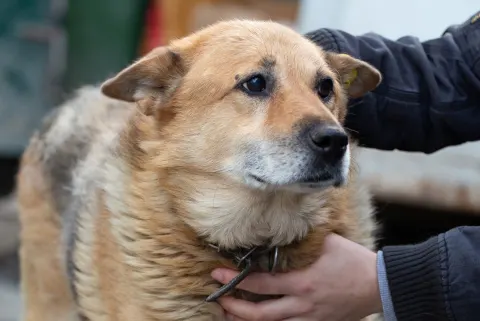 Колобок — пёс 13 лет, Екатеринбург