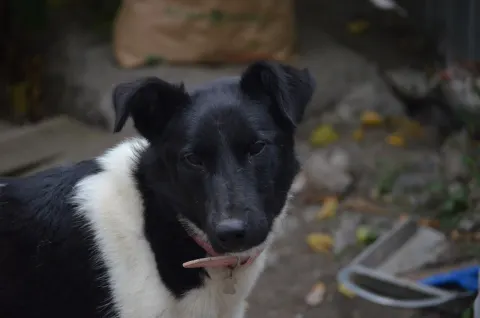 Дана — собака 10 лет, Екатеринбург