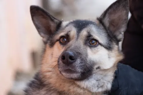Жорик — собака 9 лет, Екатеринбург