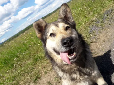 Диего — пёс 9 лет, Екатеринбург