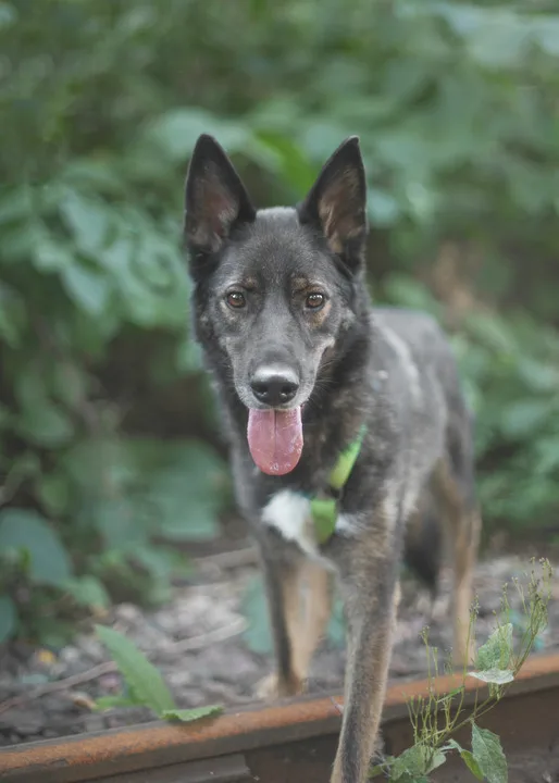 Собака Вольф, кобель, Приют Бирюлево, Москва. Фото 2 из 5.