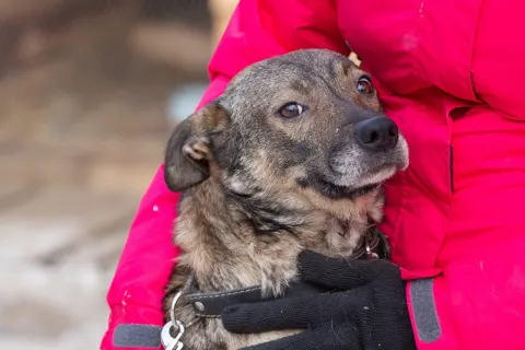 Викки — собака 9 лет, Екатеринбург