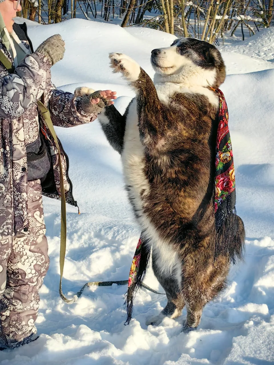 Собака Айза, сука, Приют Малинки (Кожухово), Москва. Фото 2 из 8.