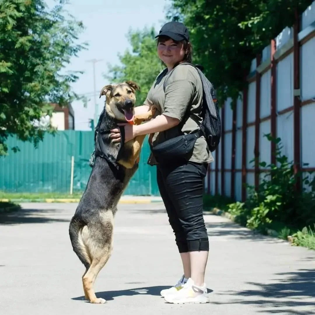Собака Добби, кобель, Приют Малинки (Кожухово), Москва. Фото 7 из 10.
