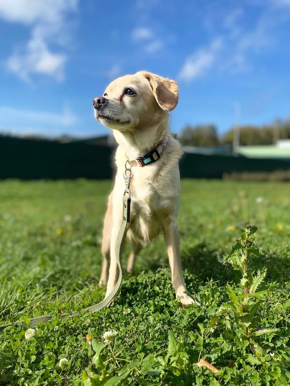 Собака Индира, сука, Приют Малинки (Кожухово), Москва. Фото 3 из 3.