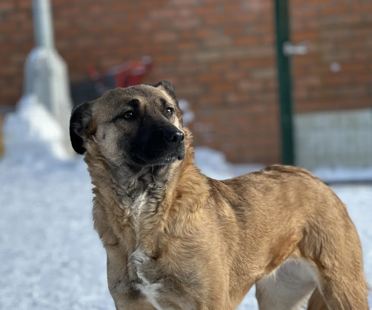 Собака Лама, сука, Приют Малинки (Кожухово), Москва. Фото 7 из 10.