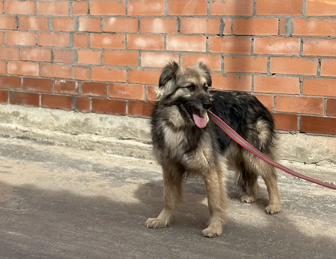 Собака Полька, сука, Приют Малинки (Кожухово), Москва. Фото 11 из 11.