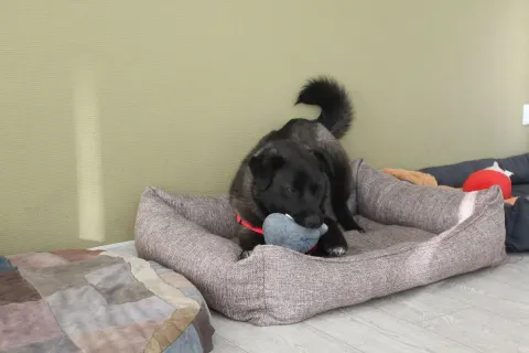 Раш — собака Около 2 лет, Москва