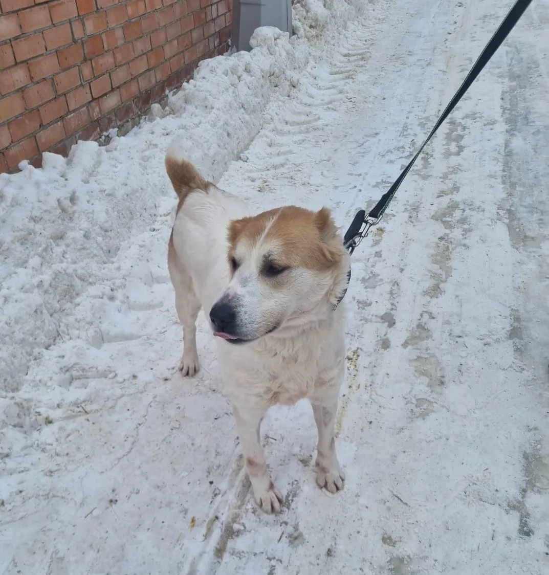 Собака Сгущенка, сука, Приют Малинки (Кожухово), Москва. Фото 2 из 6.