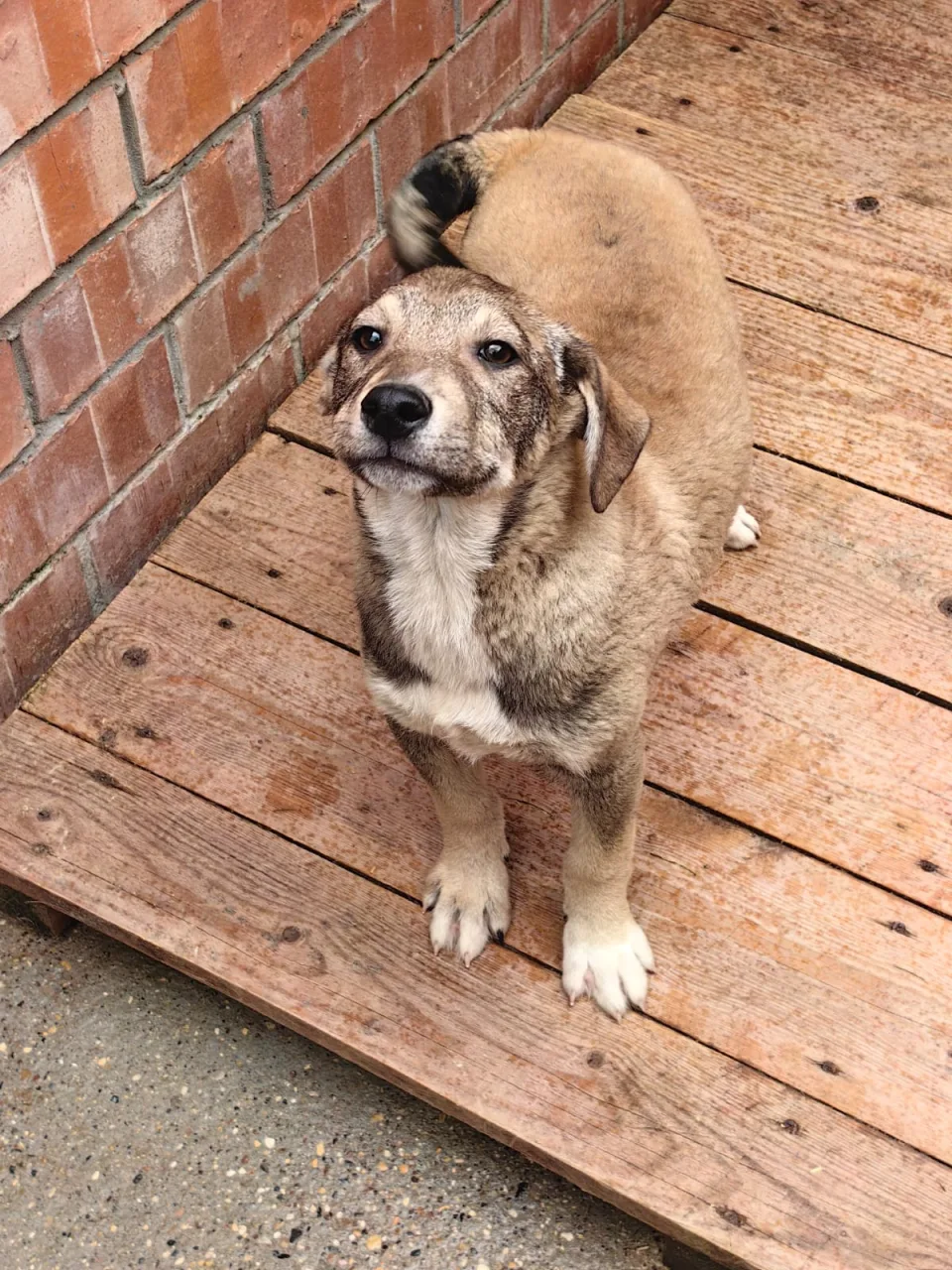 Собака Азар, кобель, Приют Малинки (Кожухово), Москва. Фото 1 из 1.