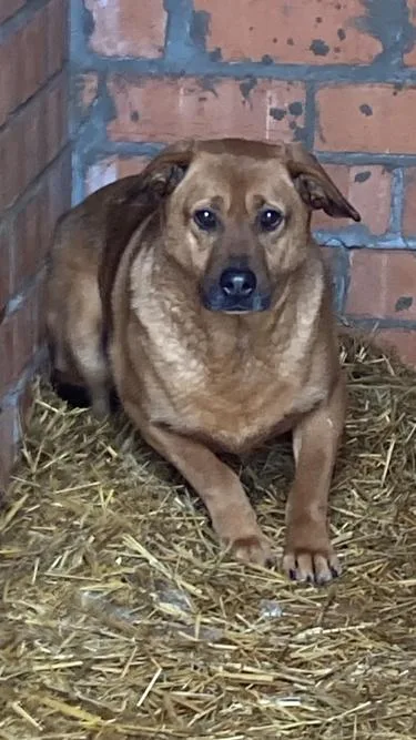 Собака Амур, кобель, Приют Малинки (Кожухово), Москва. Фото 1 из 1.
