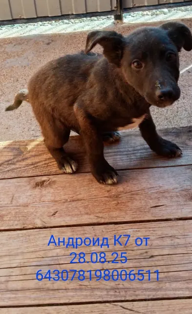Андроид — собака, Москва