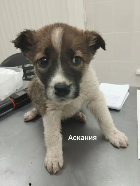 Асканий — собака, Москва