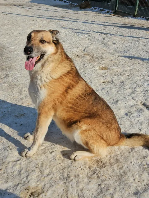 Байкал — собака Около 9 лет, Москва