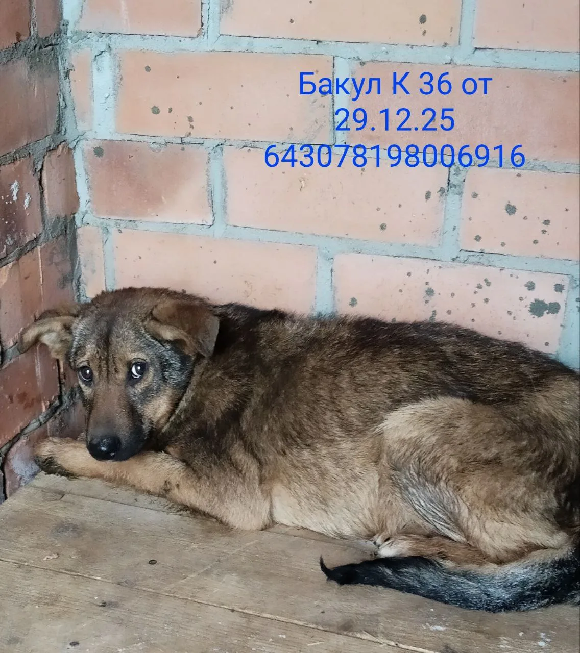 Собака Бакул, кобель, Приют Малинки (Кожухово), Москва. Фото 1 из 1.
