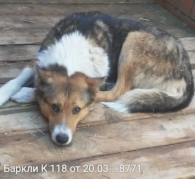Собака Баркли, кобель, Приют Малинки (Кожухово), Москва. Фото 1 из 1.
