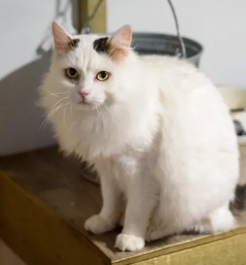 Ваниль — кошка из приюта, Москва