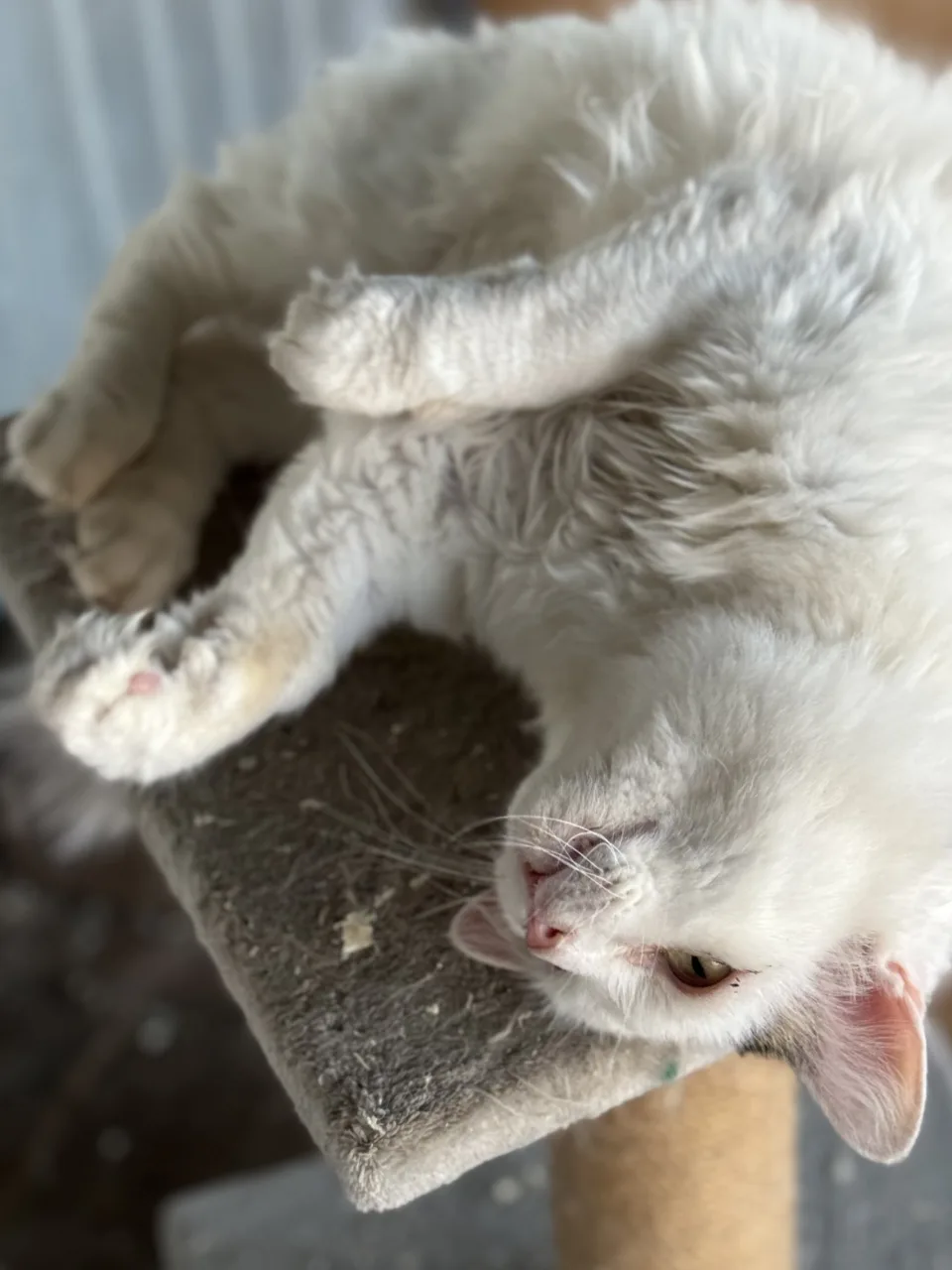 Кошка Ваниль, кот, Приют Бирюлево, Москва. Фото 6 из 9.