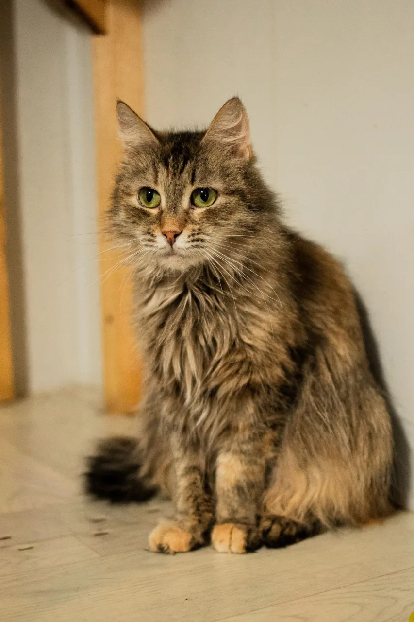 Кошка Шаня, кошка, Приют Бирюлево, Москва. Фото 3 из 6.