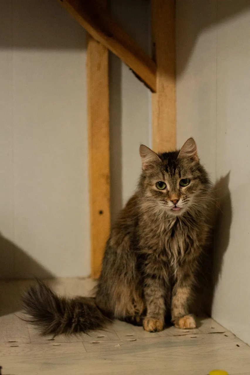 Кошка Шаня, кошка, Приют Бирюлево, Москва. Фото 5 из 6.