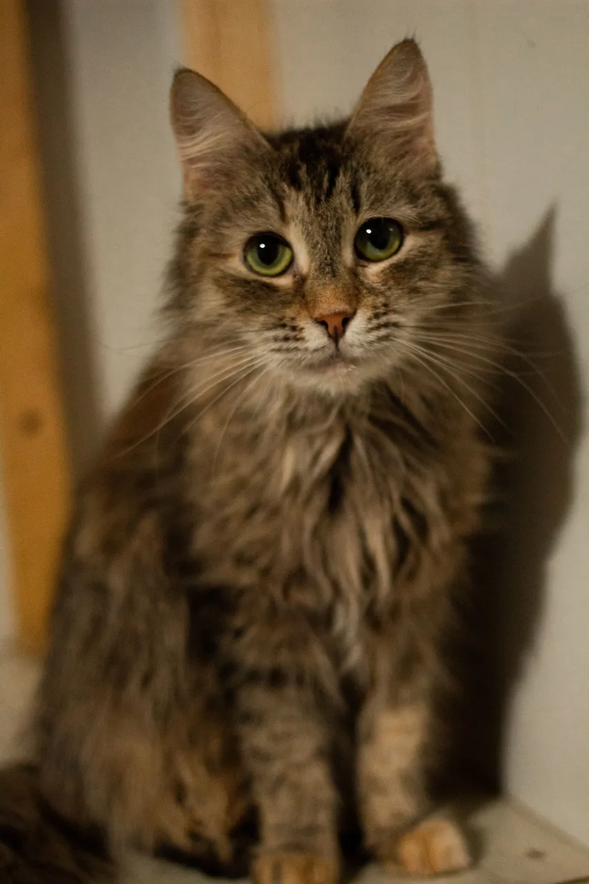 Кошка Шаня, кошка, Приют Бирюлево, Москва. Фото 6 из 6.