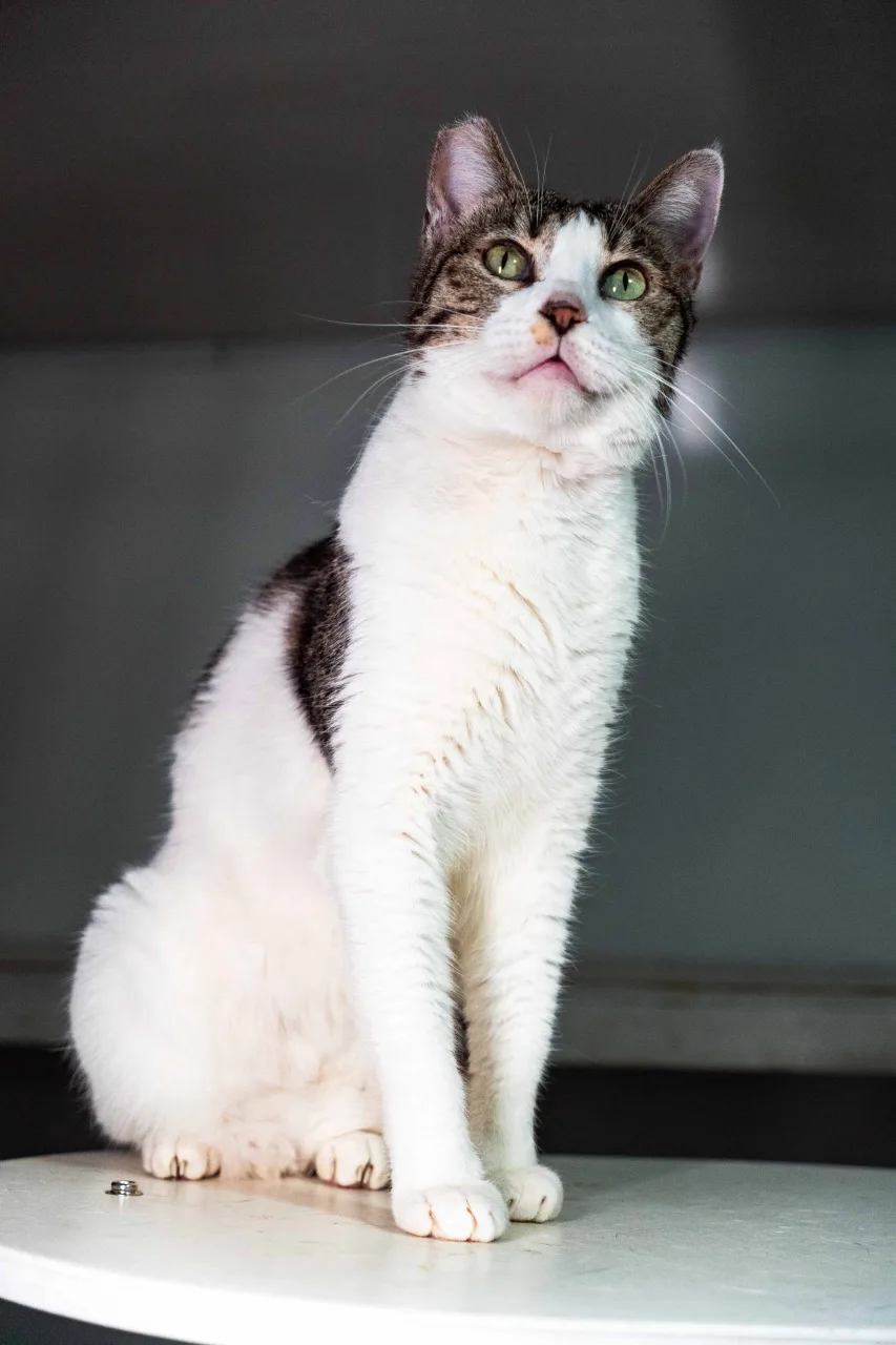 Кошка Махир, кошка, Приют Бирюлево, Москва. Фото 3 из 9.