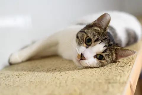 Махир — кошка из приюта, Москва