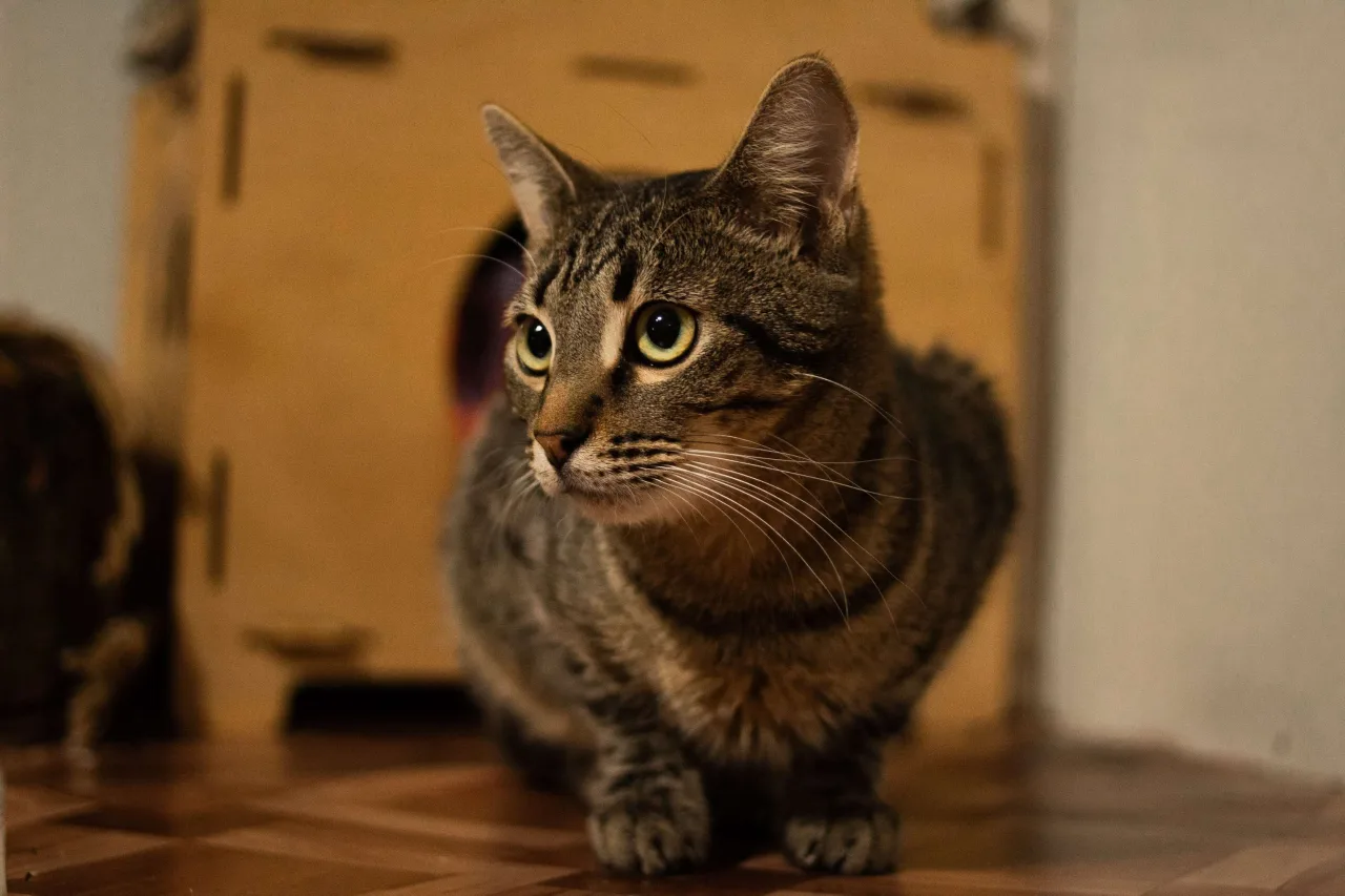 Кошка Икар, кот, Приют Бирюлево, Москва. Фото 9 из 9.
