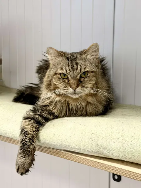 Шиш — кошка, Москва