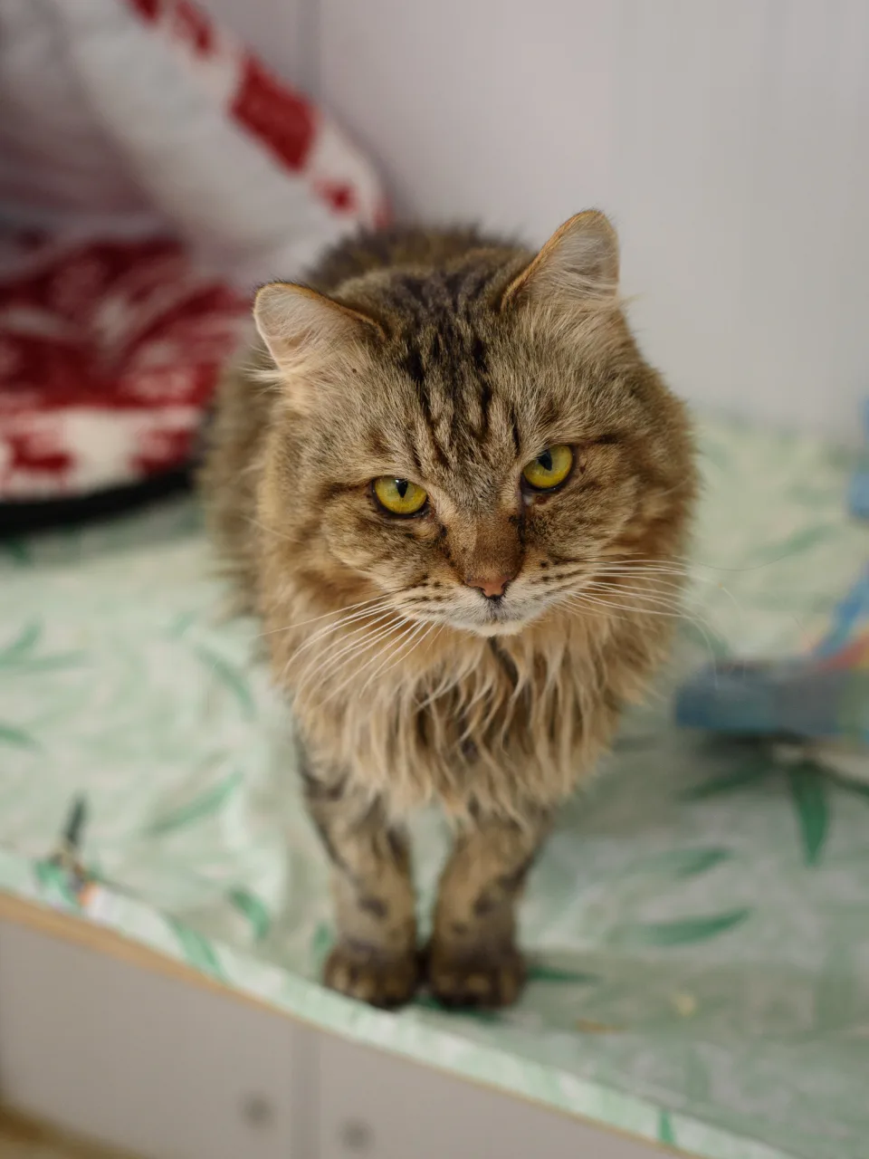 Кошка Шиш, кот, Приют Бирюлево, Москва. Фото 5 из 8.