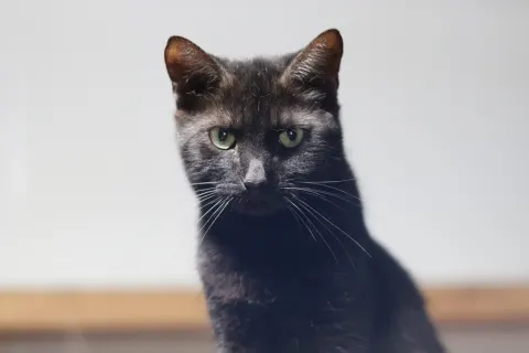Юви — кошка, Москва