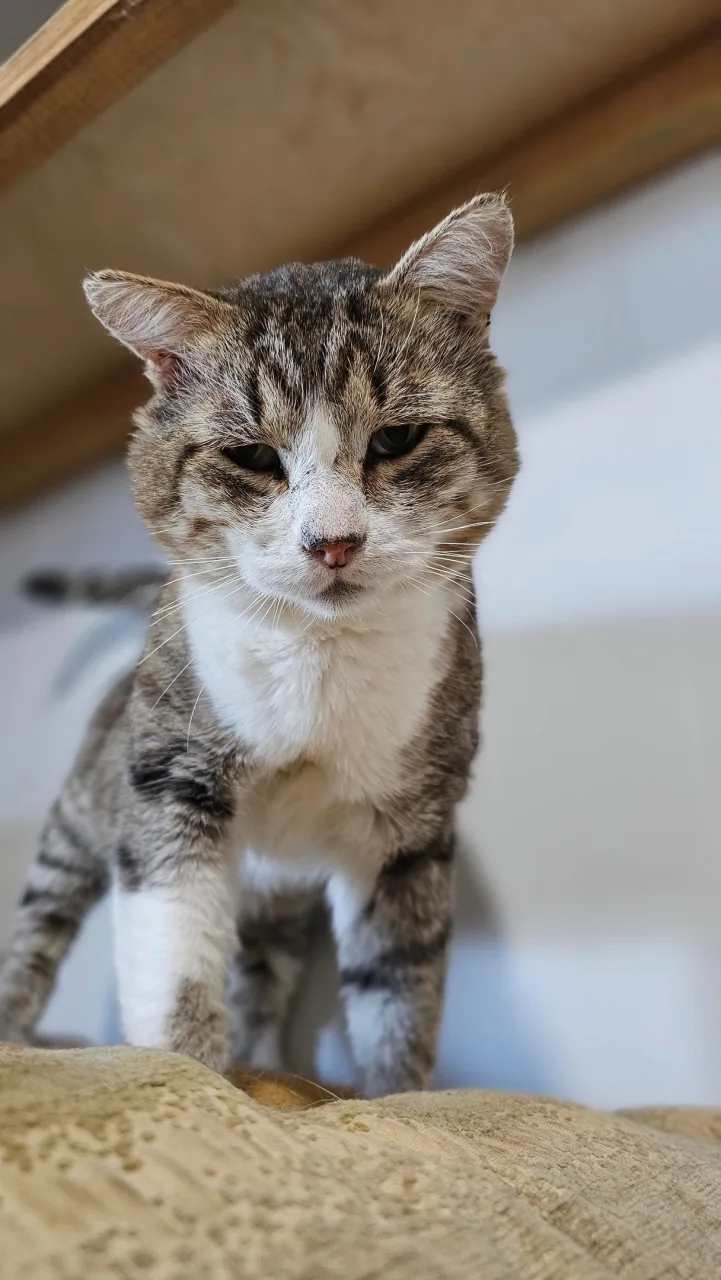 Кошка Весемир, кот, Приют Бирюлево, Москва. Фото 4 из 8.