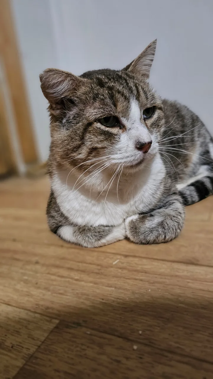 Кошка Весемир, кот, Приют Бирюлево, Москва. Фото 6 из 8.