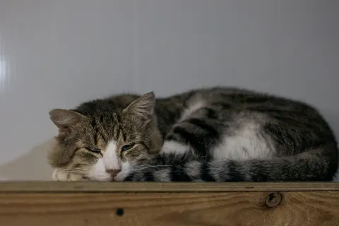 Весемир — кошка, Москва