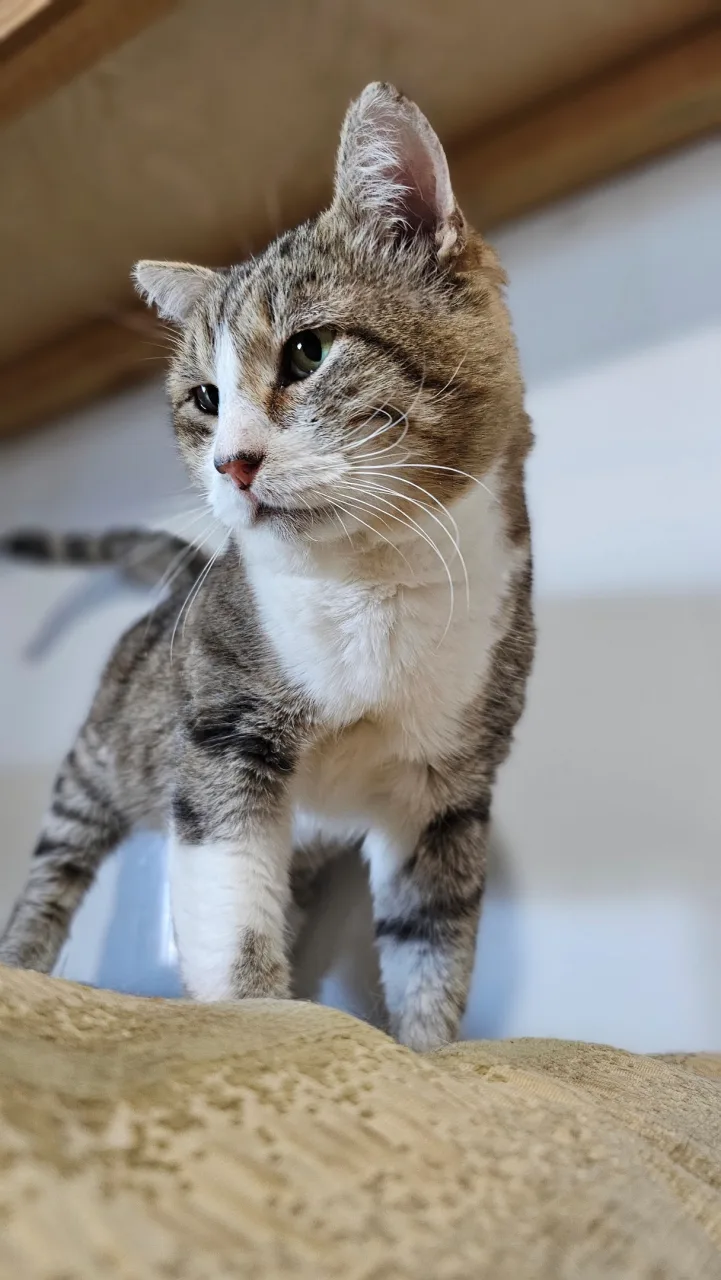 Кошка Весемир, кот, Приют Бирюлево, Москва. Фото 7 из 8.