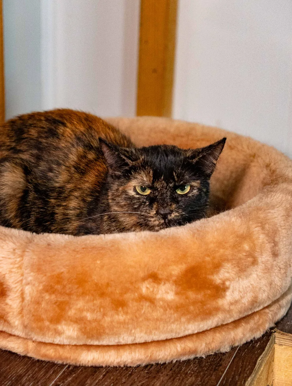 Кошка Черепаха, кошка, Приют Бирюлево, Москва. Фото 7 из 8.