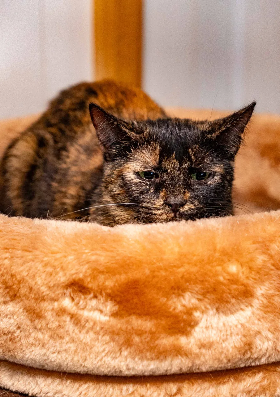 Кошка Черепаха, кошка, Приют Бирюлево, Москва. Фото 8 из 8.