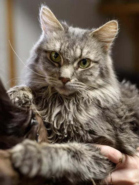 Блинчик — кошка, Москва