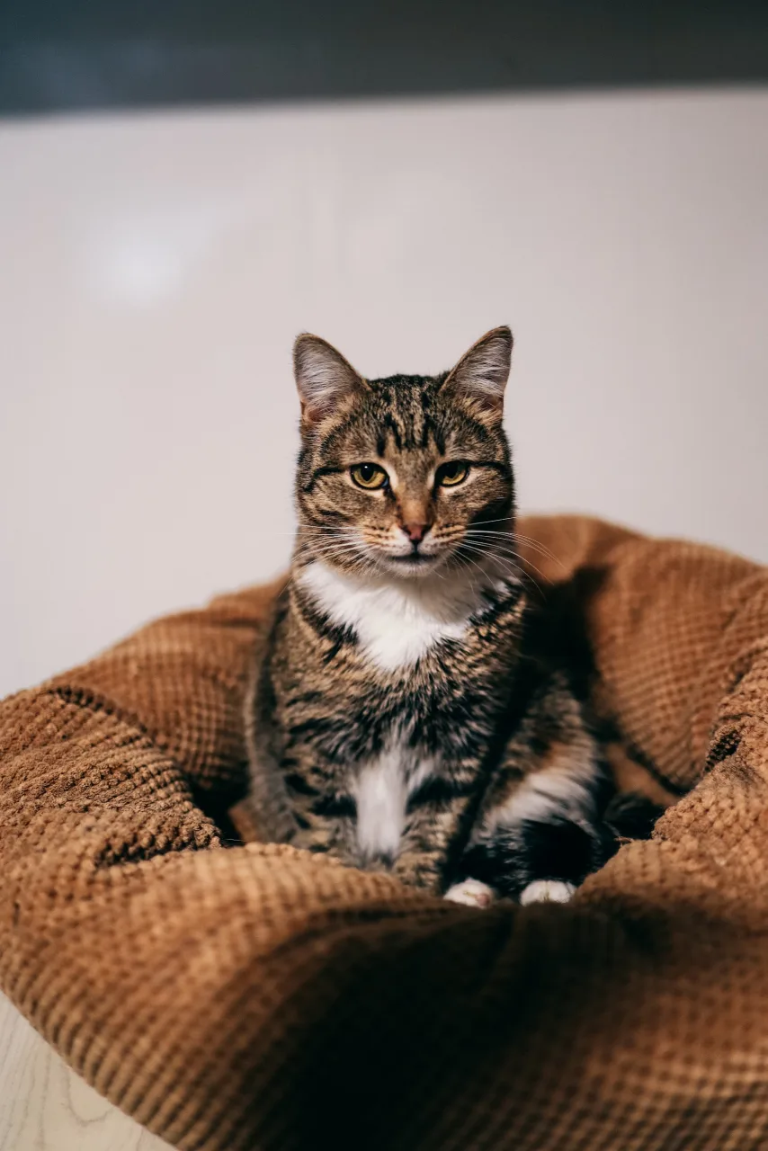 Кошка Тася, кошка, Приют Бирюлево, Москва. Фото 7 из 11.