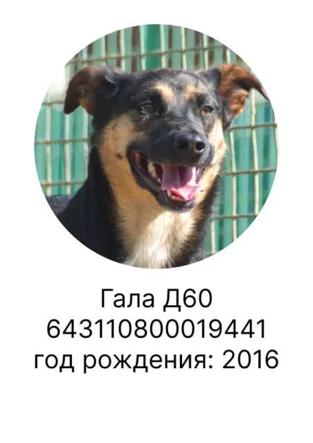 Гала — собака, Москва
