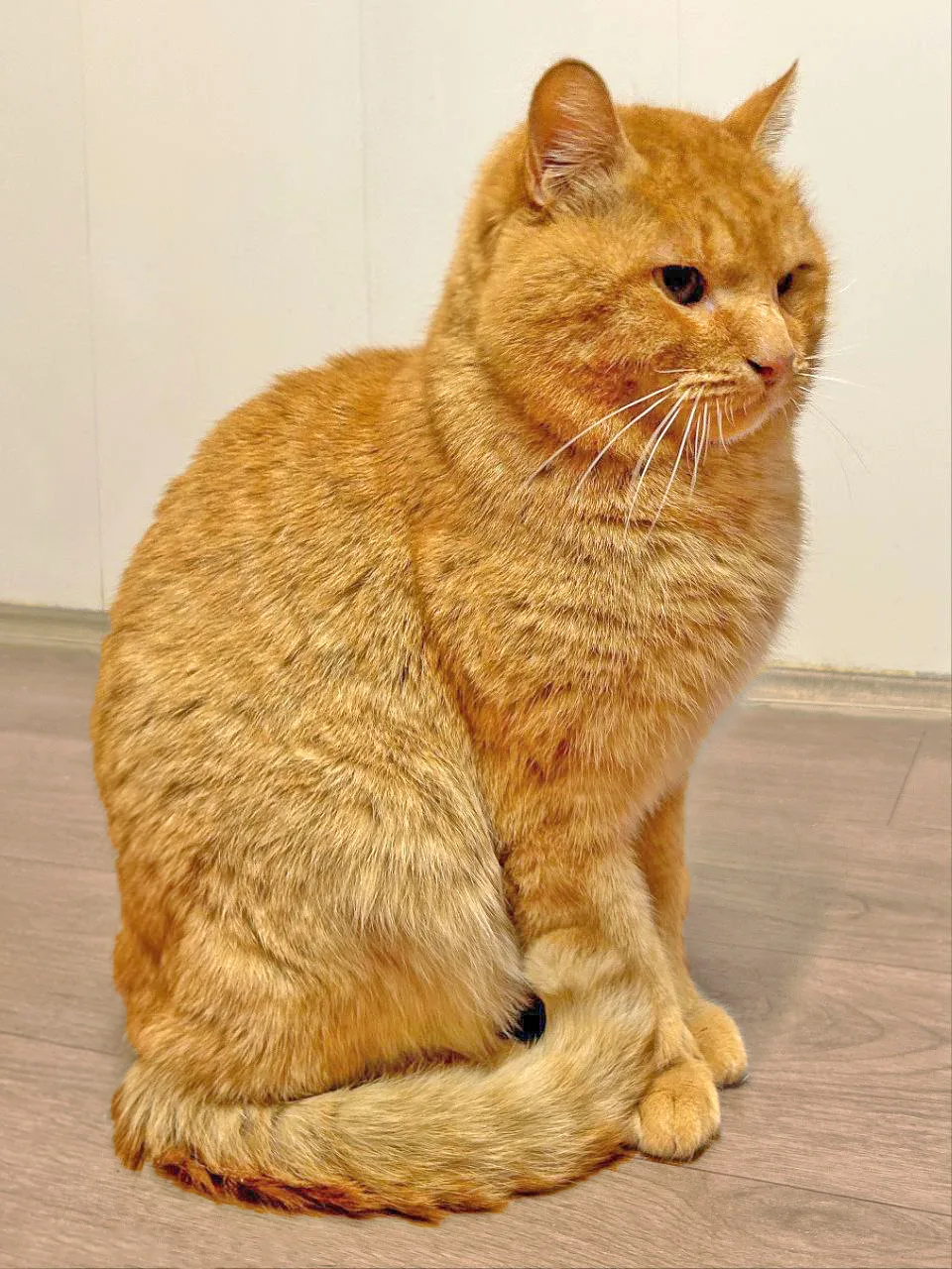 Кошка Бонифаций, кот, Приют Бирюлево, Москва. Фото 3 из 8.